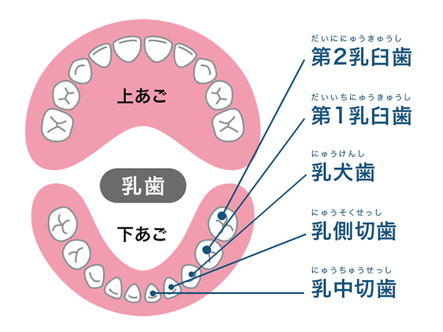 乳歯の種類（図説）