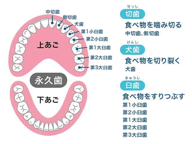 永久歯の種類（図説）